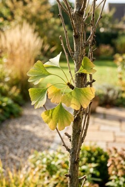 Ginkgo biloba 'Fastigiata Blagon' struik 80-100 cm C13