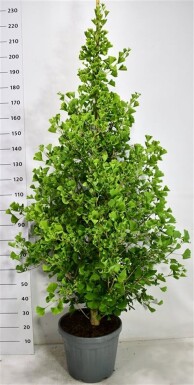 Ginkgo biloba 'Fastigiata Blagon' struik 125-150 cm C25