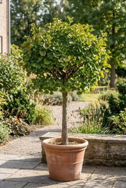 Ginkgo biloba 'Mariken' op stam stamhoogte 40 cm C13