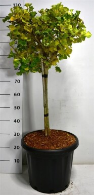Ginkgo biloba 'Mariken' op stam 40 cm C25
