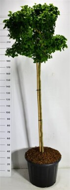 Ginkgo biloba 'Mariken' op stam 150 cm stamhoogte C65