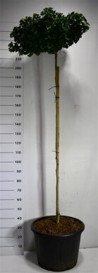 Ginkgo biloba 'Mariken' op stam 80 cm C65
