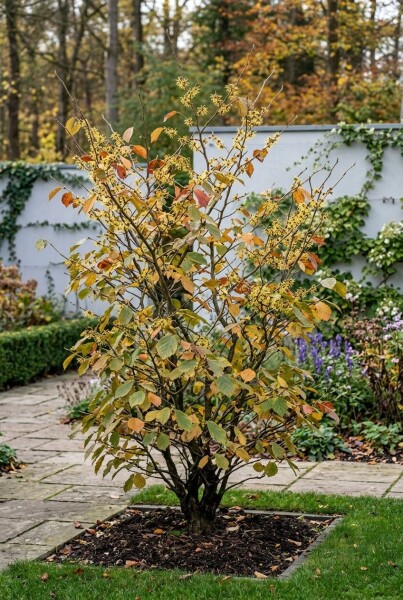 Hamamelis intermedia 'Westerstede' solitair 125-150 cm C45
