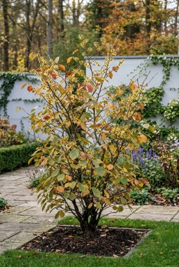 Hamamelis intermedia 'Westerstede' solitair 125-150 cm C45