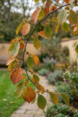 Hamamelis intermedia 'Westerstede' solitair 125-150 cm C45