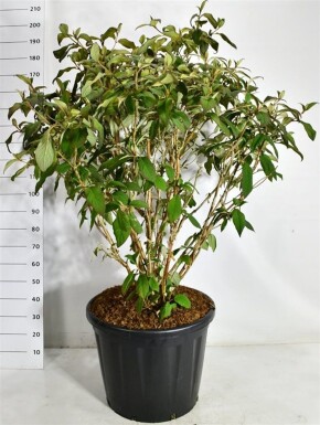 Hydrangea aspera 'Macrophylla' solitair 100-125 cm C110