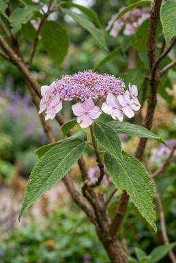 Hydrangea aspera 'Macrophylla' solitair 100-125 cm C110