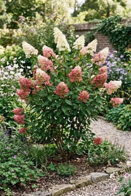 Hydrangea paniculata 'Pinky Winky' struik 150-175 cm C110
