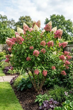 Hydrangea paniculata 'Pinky Winky' struik 150-175 cm C110