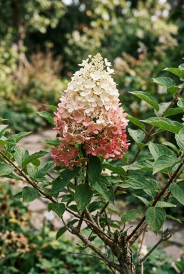 Hydrangea paniculata 'Pinky Winky' struik 150-175 cm C110