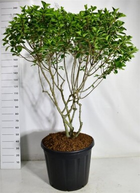 Hydrangea paniculata 'Polar Bear' meerstammig 150-175 cm C130