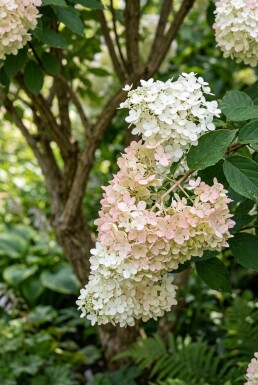 Hydrangea paniculata 'Polar Bear' meerstammig 150-175 cm C130