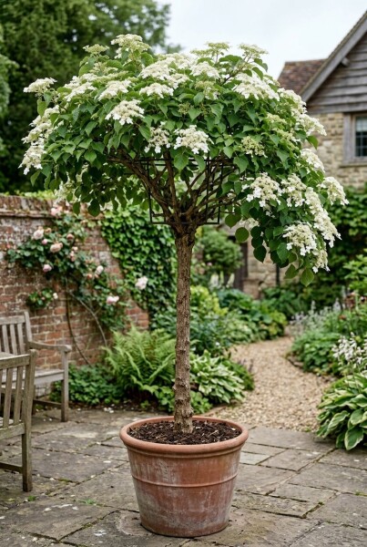 Hydrangea anomala subsp. petiolaris op stam 140-150 cm C450