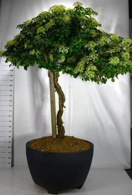 Hydrangea anomala subsp. petiolaris op stam 140-150 cm C450