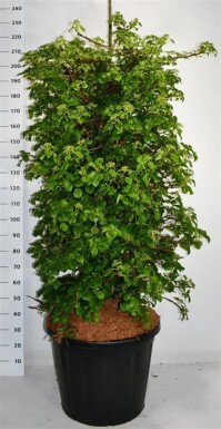 Hydrangea anomala subsp. petiolaris Solitair 150-175 cm C110