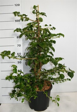 Hydrangea anomala subsp. petiolaris op stam 100-125 cm C13