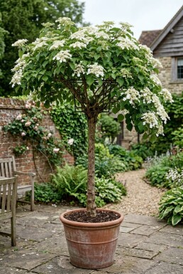 Hydrangea anomala subsp. petiolaris op stam 80 cm C130