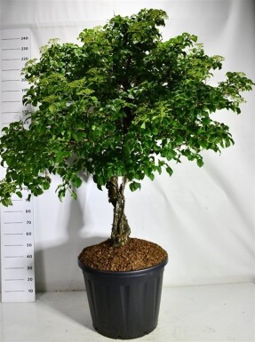 Hydrangea anomala subsp. petiolaris op stam 80 cm C130