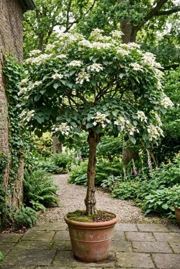 Hydrangea anomala subsp. petiolaris op stam 80 cm C130