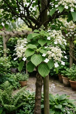Hydrangea anomala subsp. petiolaris op stam 80 cm C130
