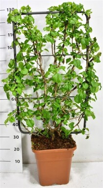 Hydrangea anomala subsp. petiolaris Scherm 100 cm C18