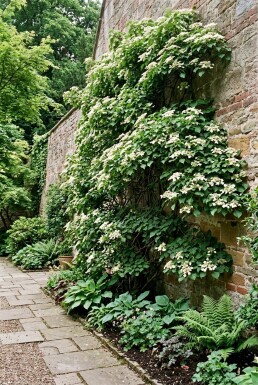 Hydrangea anomala subsp. petiolaris Scherm 100 cm C18
