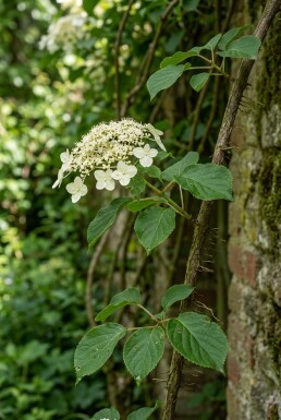 Hydrangea anomala subsp. petiolaris Scherm 100 cm C18