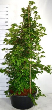 Hydrangea anomala subsp. petiolaris Solitair 150-175 cm C60