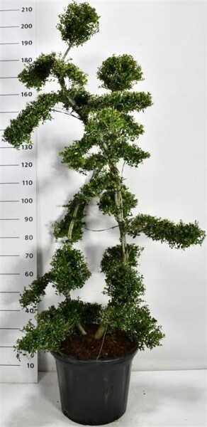 Ilex crenata 'Kin Me' bonsai 150-160 cm C35