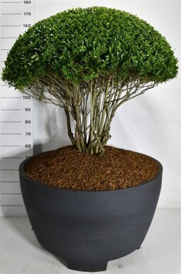 Ilex crenata 'Blondie' parasol 100-110 cm C310