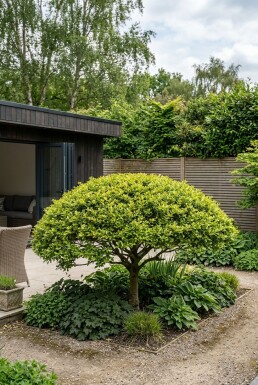 Ilex crenata 'Blondie' parasol 100-110 cm C180