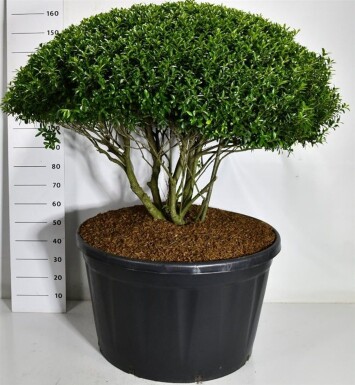 Ilex crenata 'Blondie' parasolvorm 140-150 cm C280