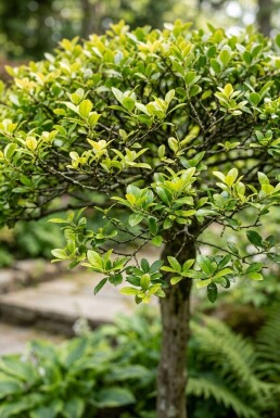 Ilex crenata 'Blondie' parasolvorm 140-150 cm C280