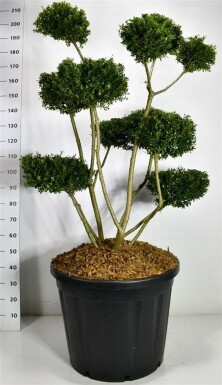 Ilex crenata 'Fructu Luteo' Bonsai 120-140 cm C130