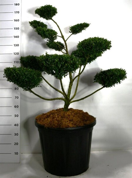 Ilex crenata 'Glory Gem' bonsai 100-120 cm C110