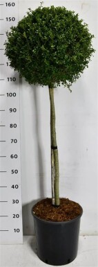 Ilex crenata 'Glory Gem' op stam 90 cm C18