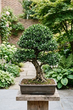 Ilex crenata 'Stokes' Bonsai 70-80 cm C35