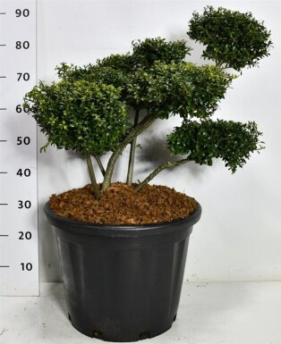 Ilex crenata 'Stokes' Bonsai 70-80 cm C35
