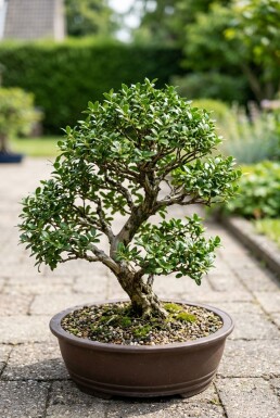 Ilex crenata 'Stokes' Bonsai 70-80 cm C35