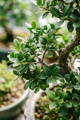 Ilex crenata 'Stokes' Bonsai 70-80 cm C35