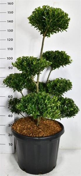 Ilex maximowicziana var. Kanehirae bonsai 80-100 cm C45