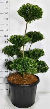 Ilex maximowicziana var. Kanehirae bonsai 80-100 cm C45