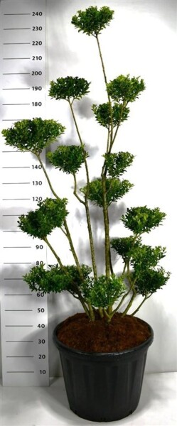 Ilex maximowicziana var. Kanehirae bonsai 150-175 cm C80