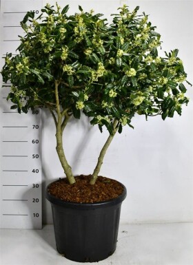 Ilex 'Nellie R. Stevens' meerstammig 100-110 cm C45