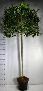 Ilex 'Nellie R. Stevens' leiboom stamhoogte 180 cm leirek 150 x 120 cm C45