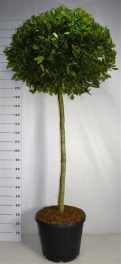 Ilex 'Nellie R. Stevens' op stam 120-140 cm C55