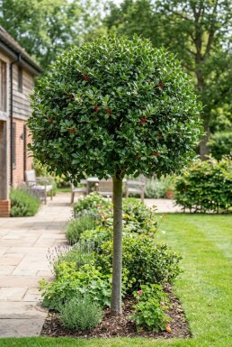 Ilex 'Nellie R. Stevens' op stam 120 cm C70