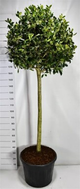 Ilex 'Nellie R. Stevens' op stam 120 cm C70