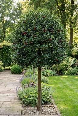 Ilex 'Nellie R. Stevens' op stam 120 cm C70