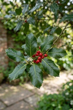 Ilex 'Nellie R. Stevens' op stam 120 cm C70